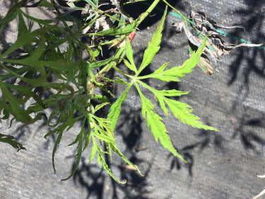 Acer palmatum 'Asayake' Lace Leaf Japanese Maple - Maple Ridge Nursery